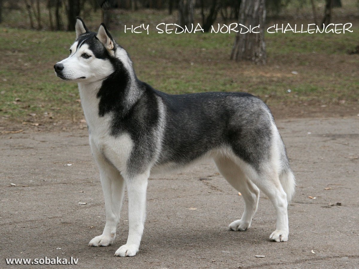 Сибирский хаски того