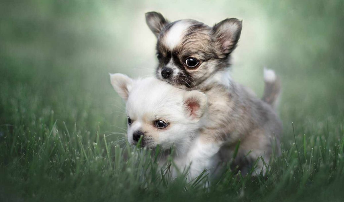 Щенки щенки чихуахуа