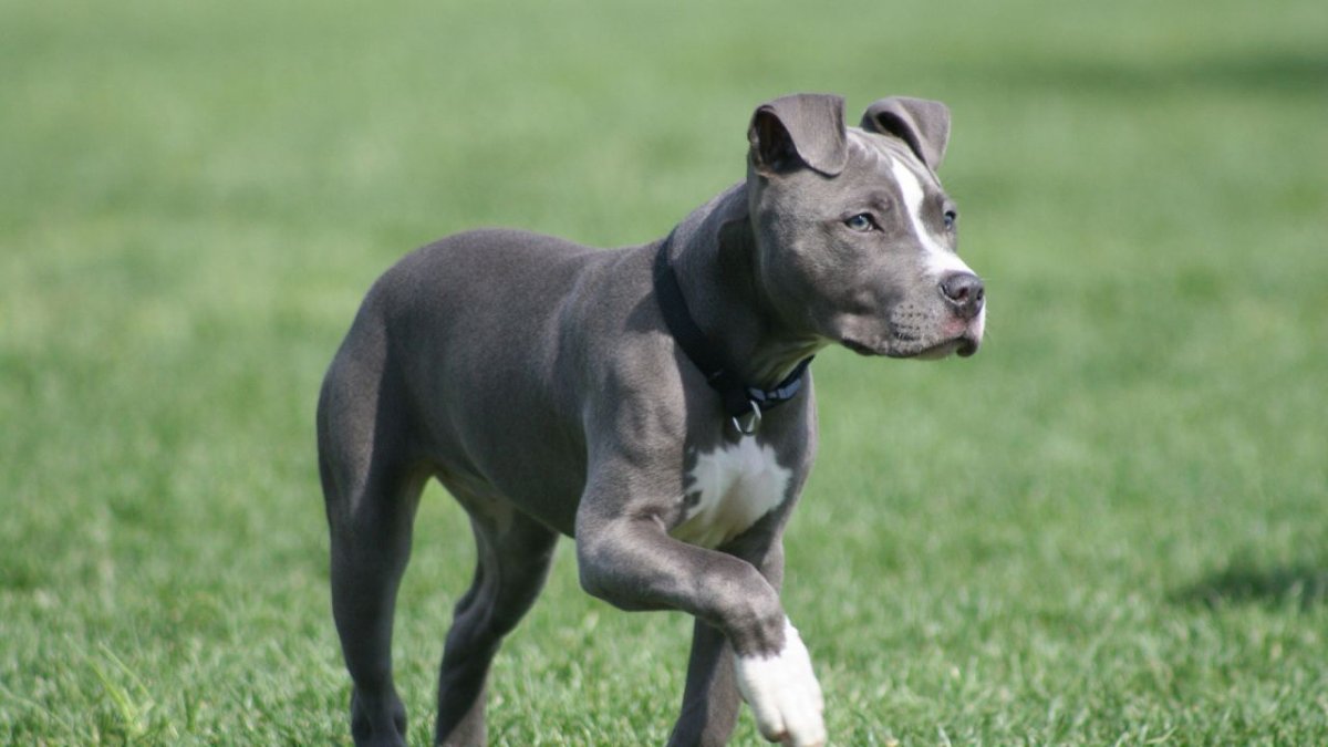 Американский бультерьер серый