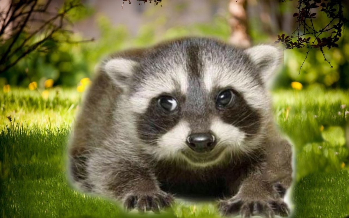 Барсук Дальневосточный