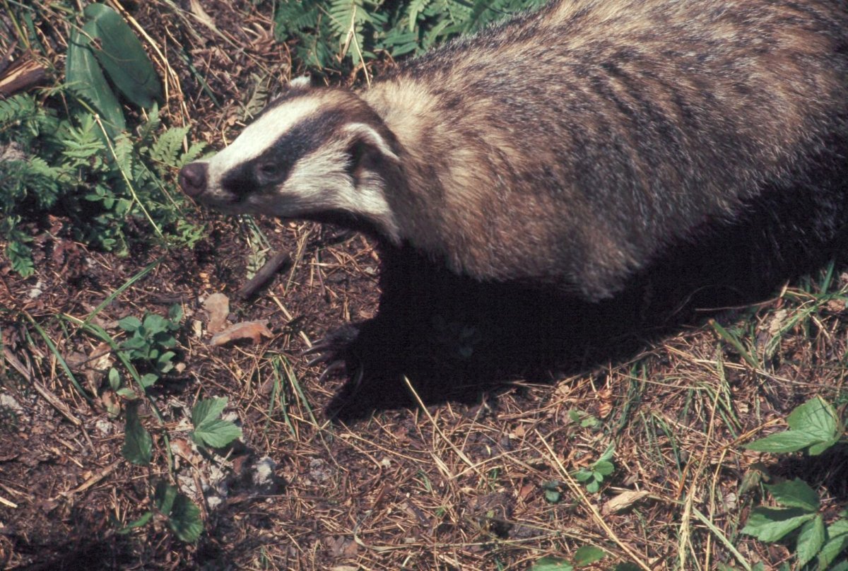 Дарвинский заповедник барсук