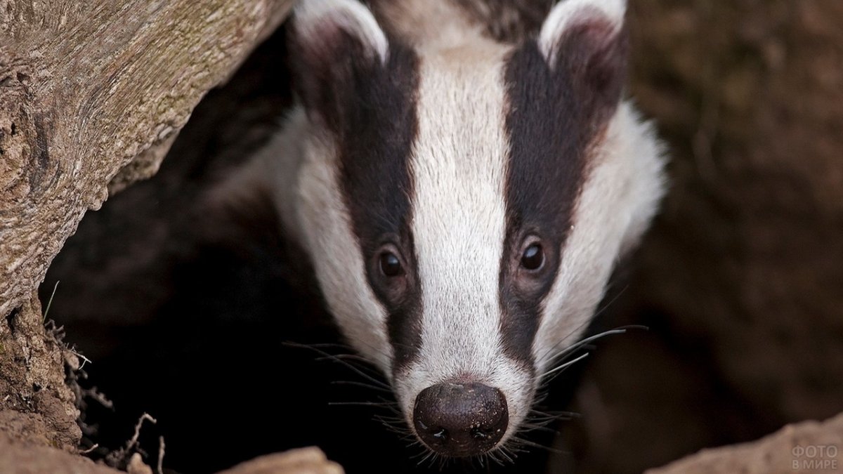 Барсук Алтайский край