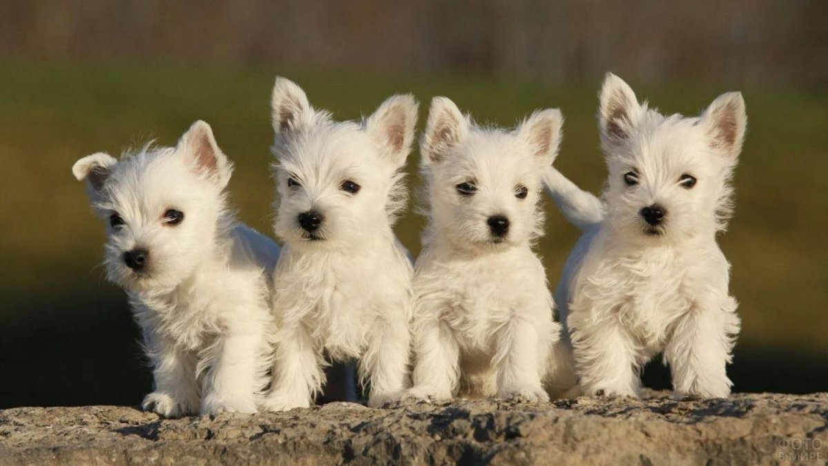 Вест-хайленд-Уайт-терьер щенки