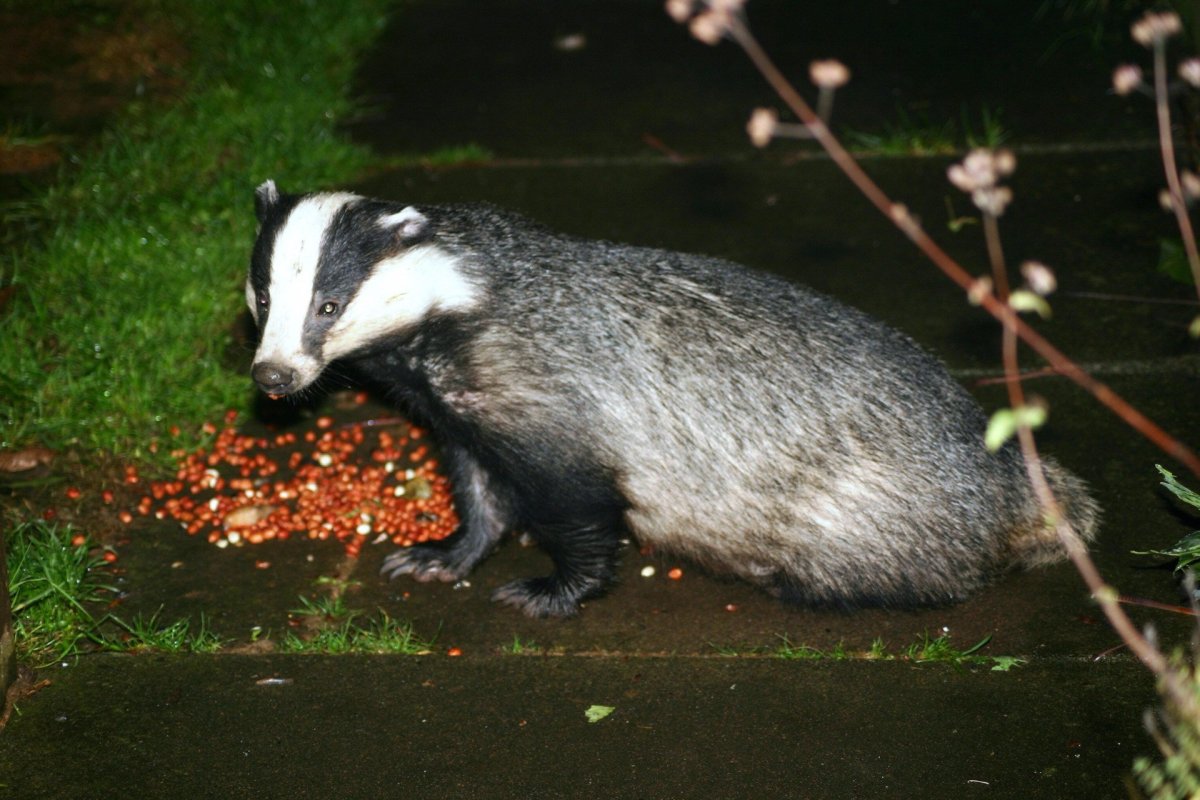 Европейский барсук