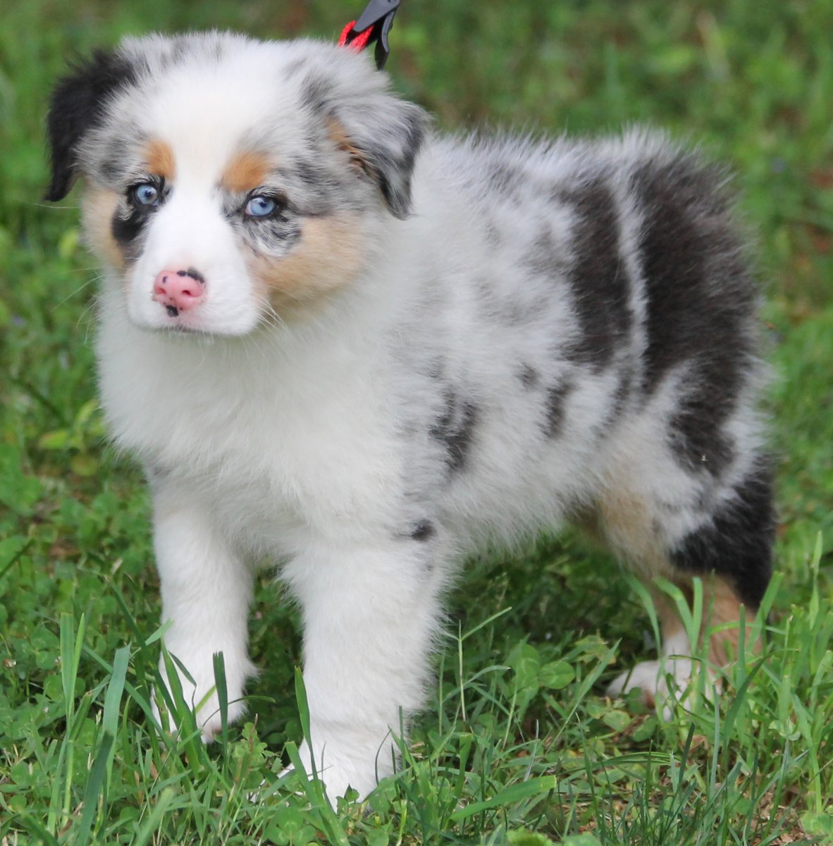 Овчарка аусси карликовая