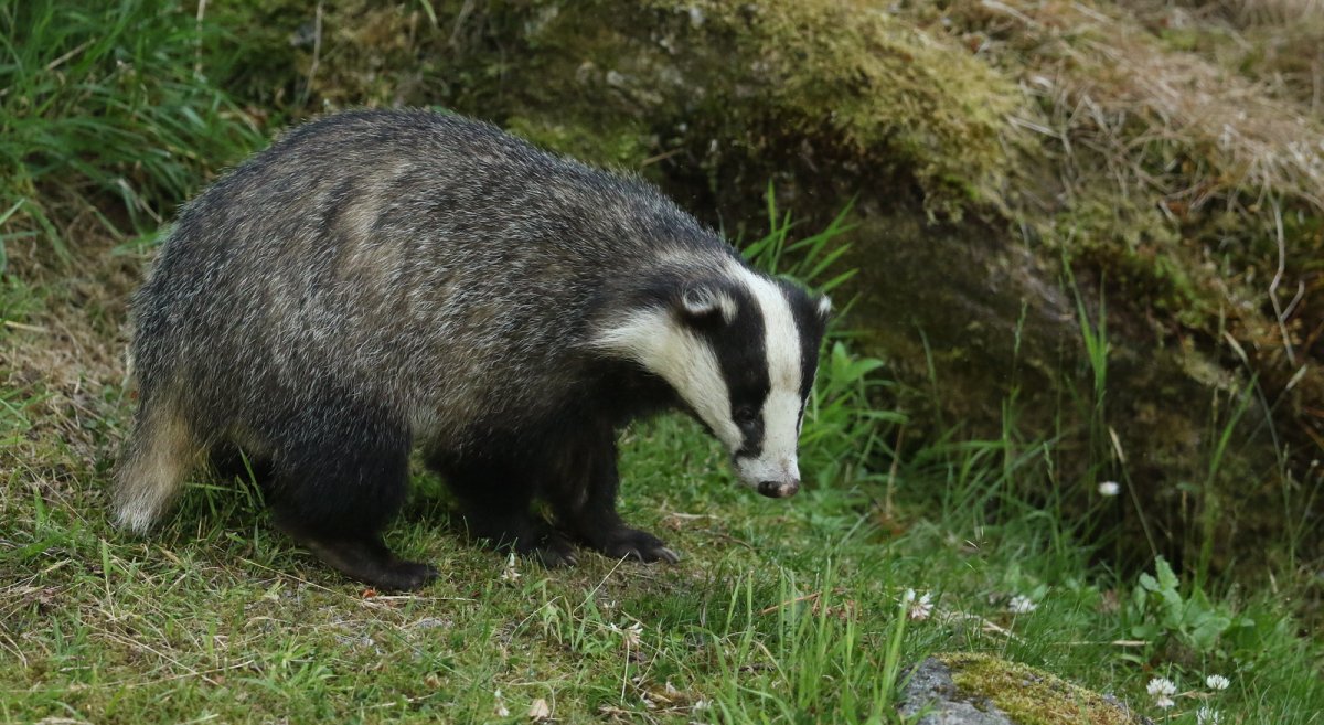 Барсук в Карелии