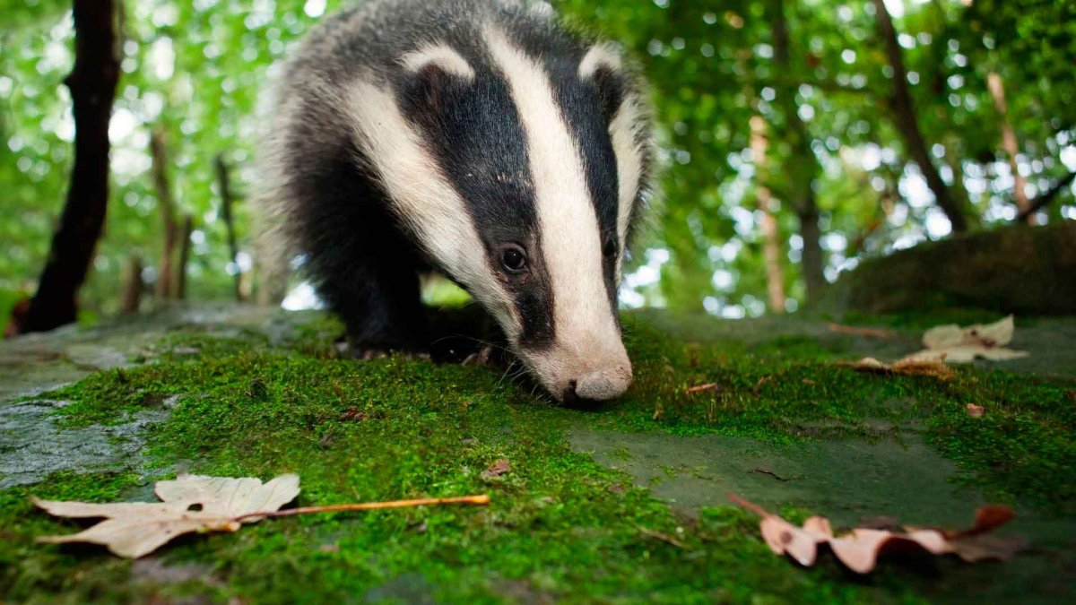 Бирманский барсук