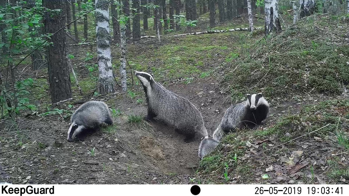 Барсук Meles Meles