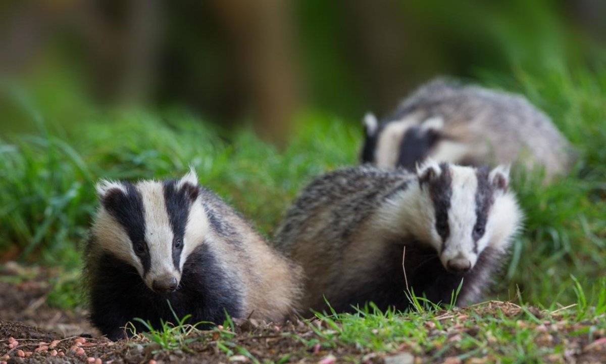 Scotland Badgers