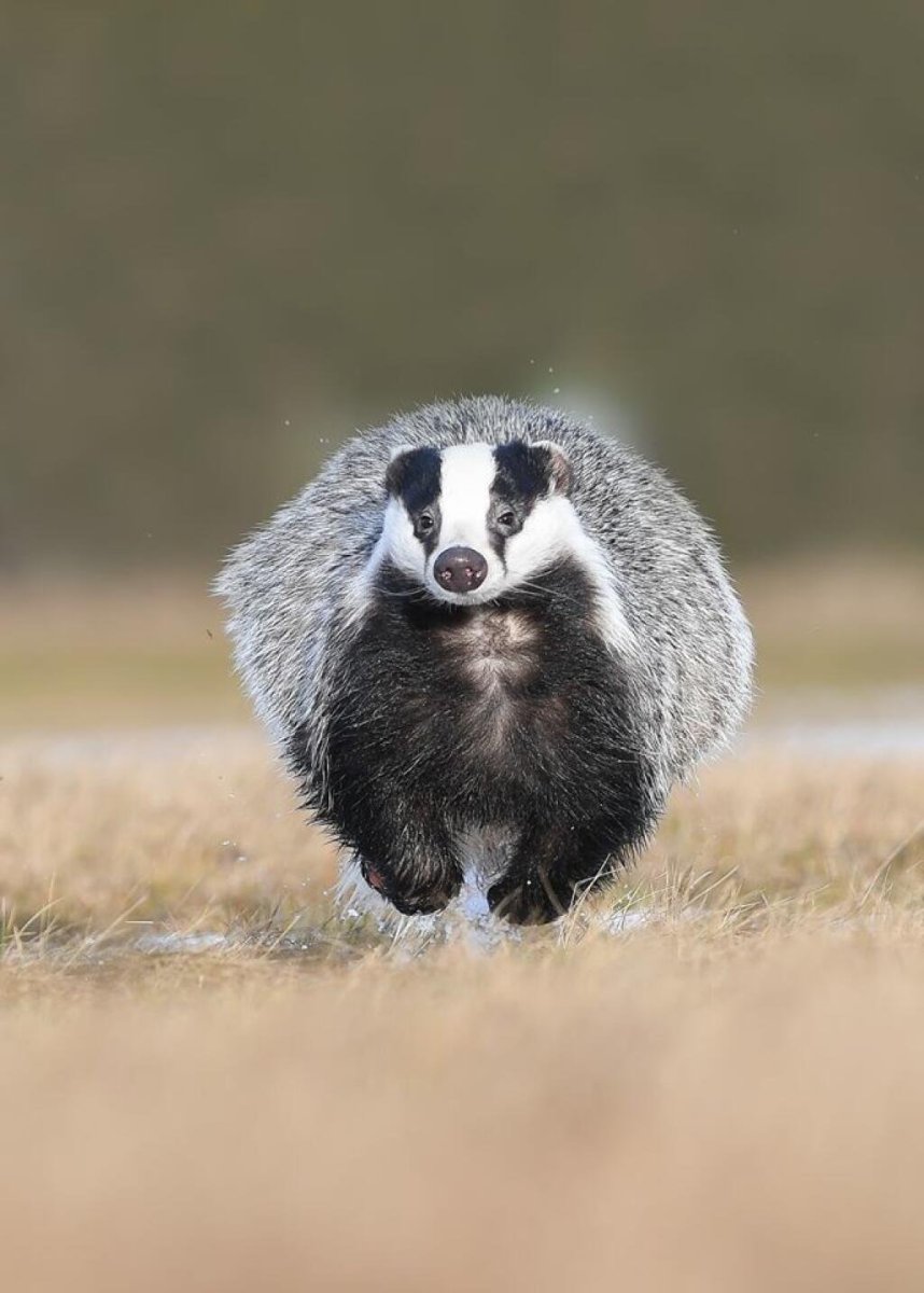 Европейский барсук