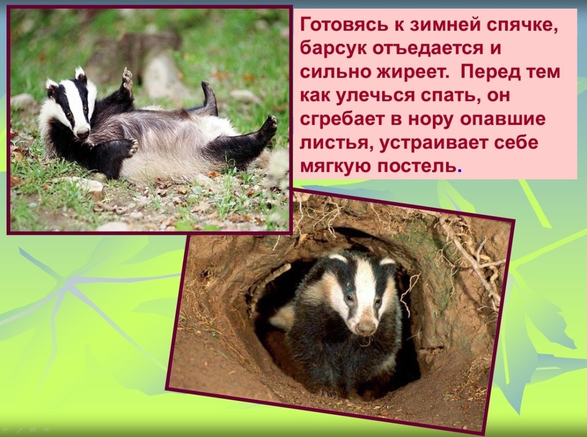 Барсук место обитания