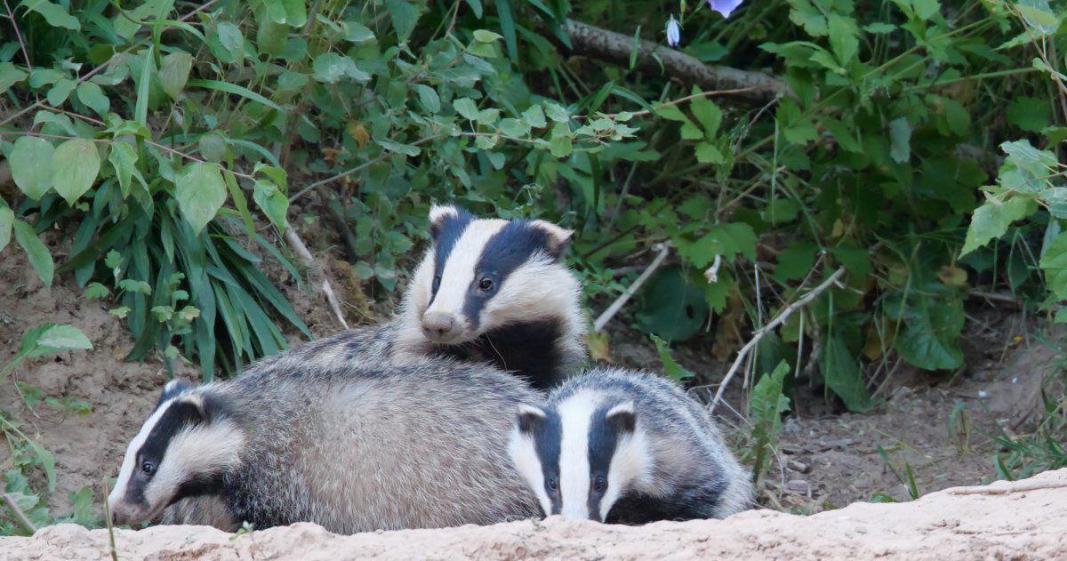 Кошачий барсук