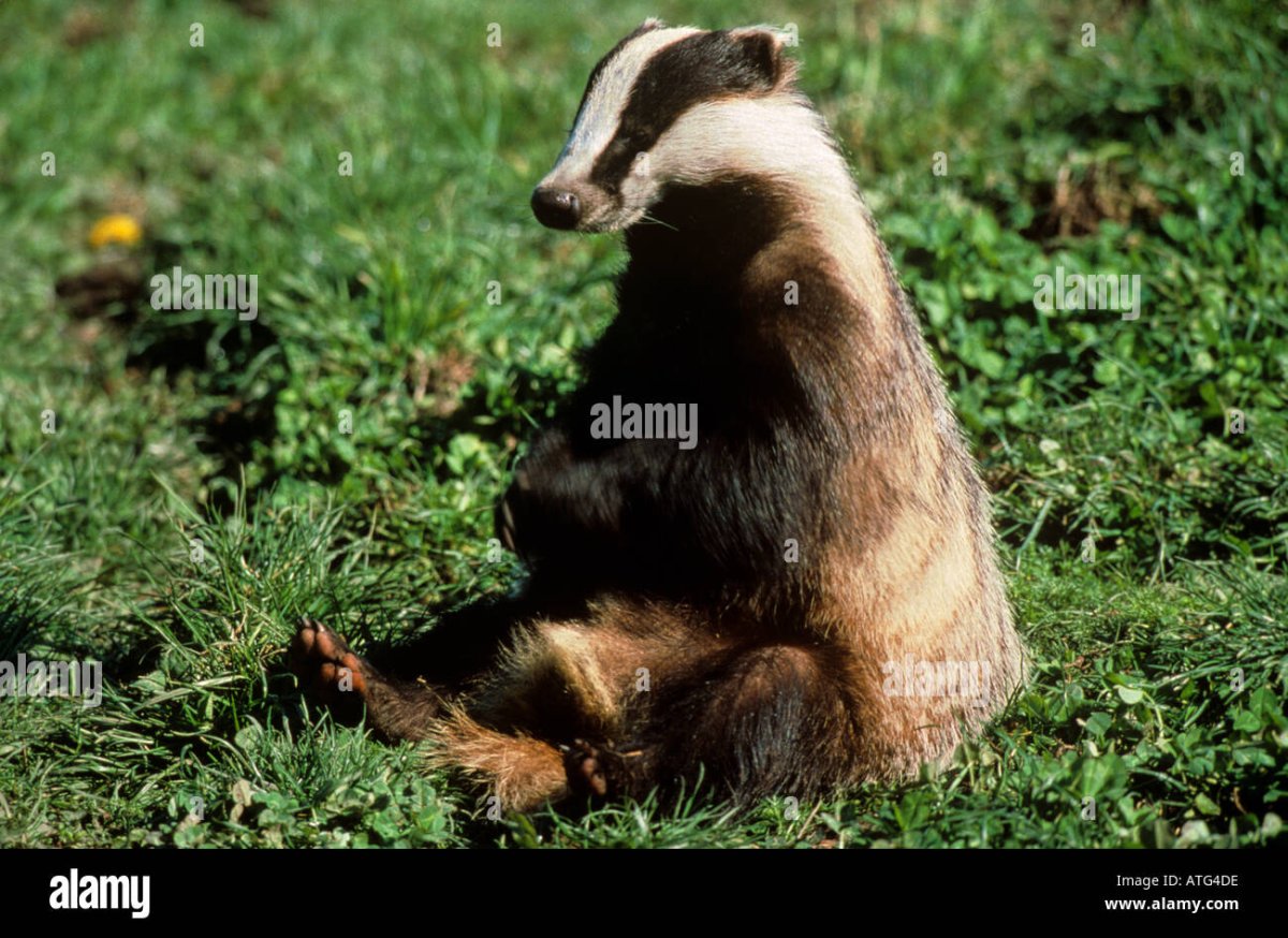 Зоопарк три медведя Карелия