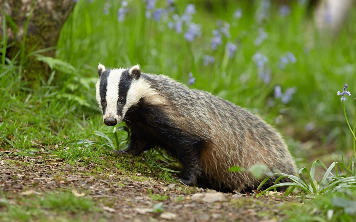 Барсук с барсучатами