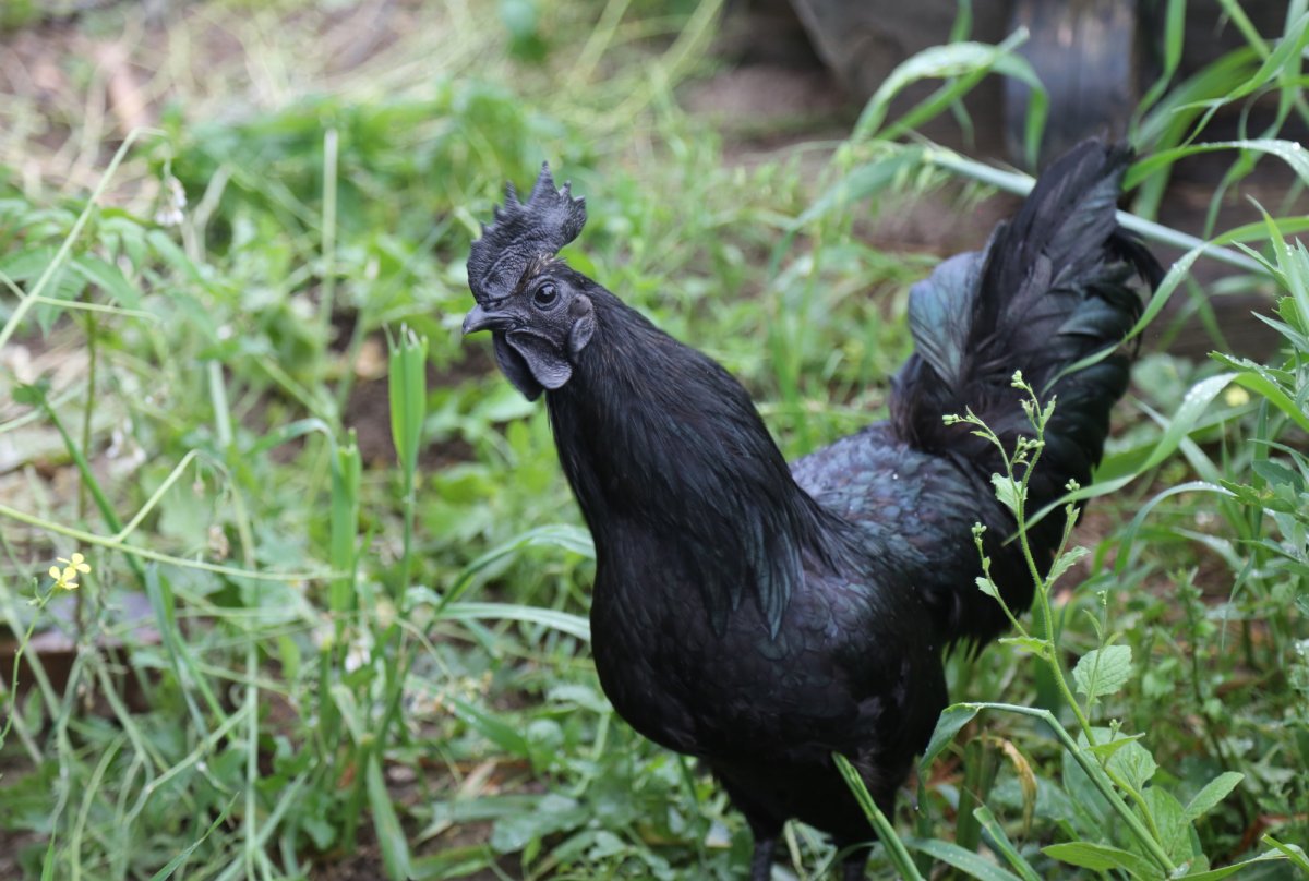 Черные куры порода Аям Цемани