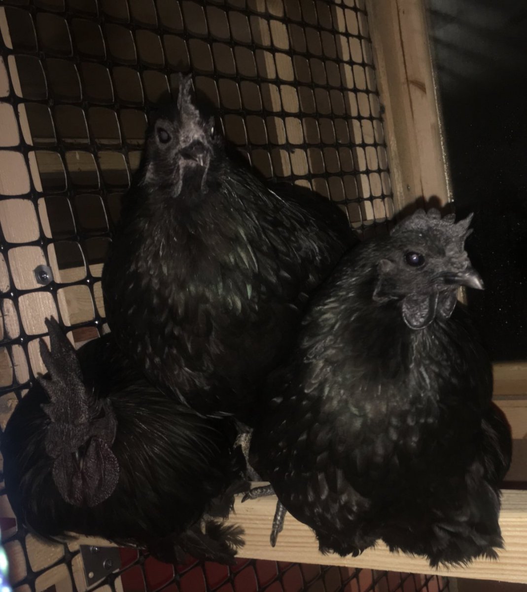 Аям Цемани куры