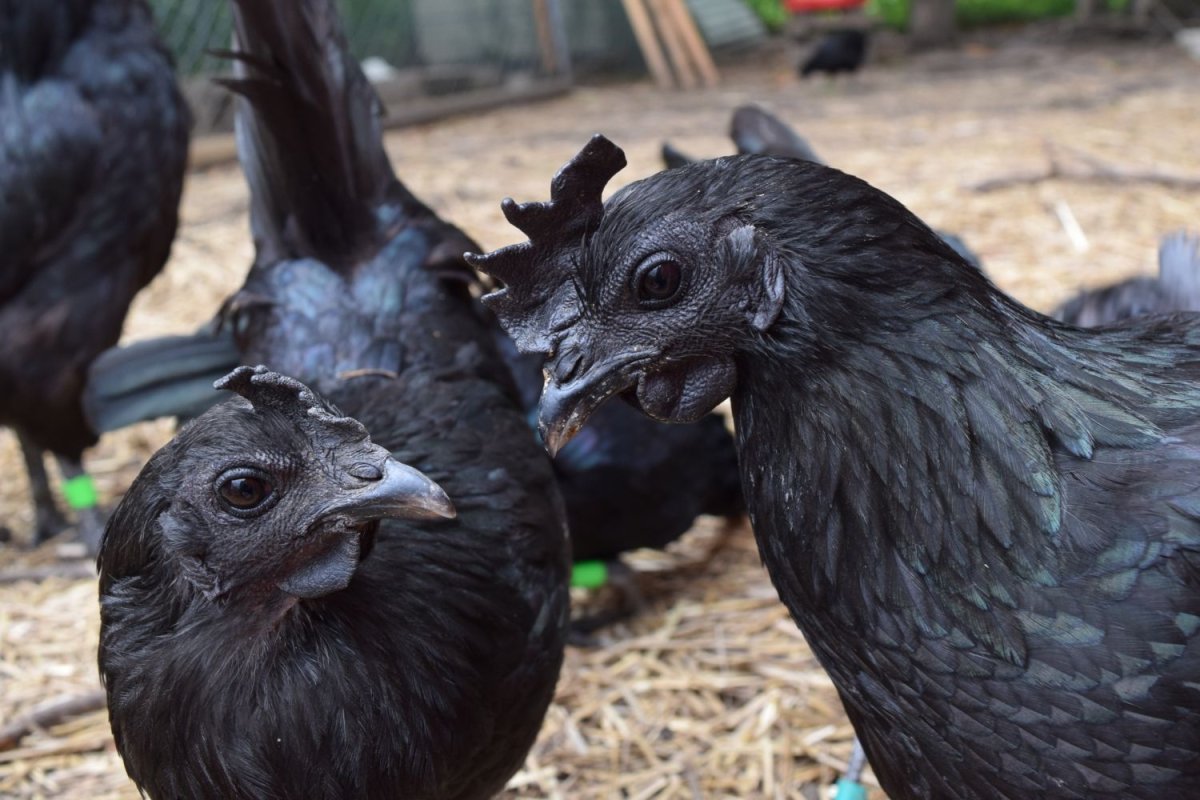 Черный петух порода