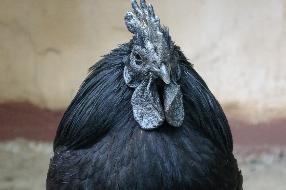 Блэк Чикенс