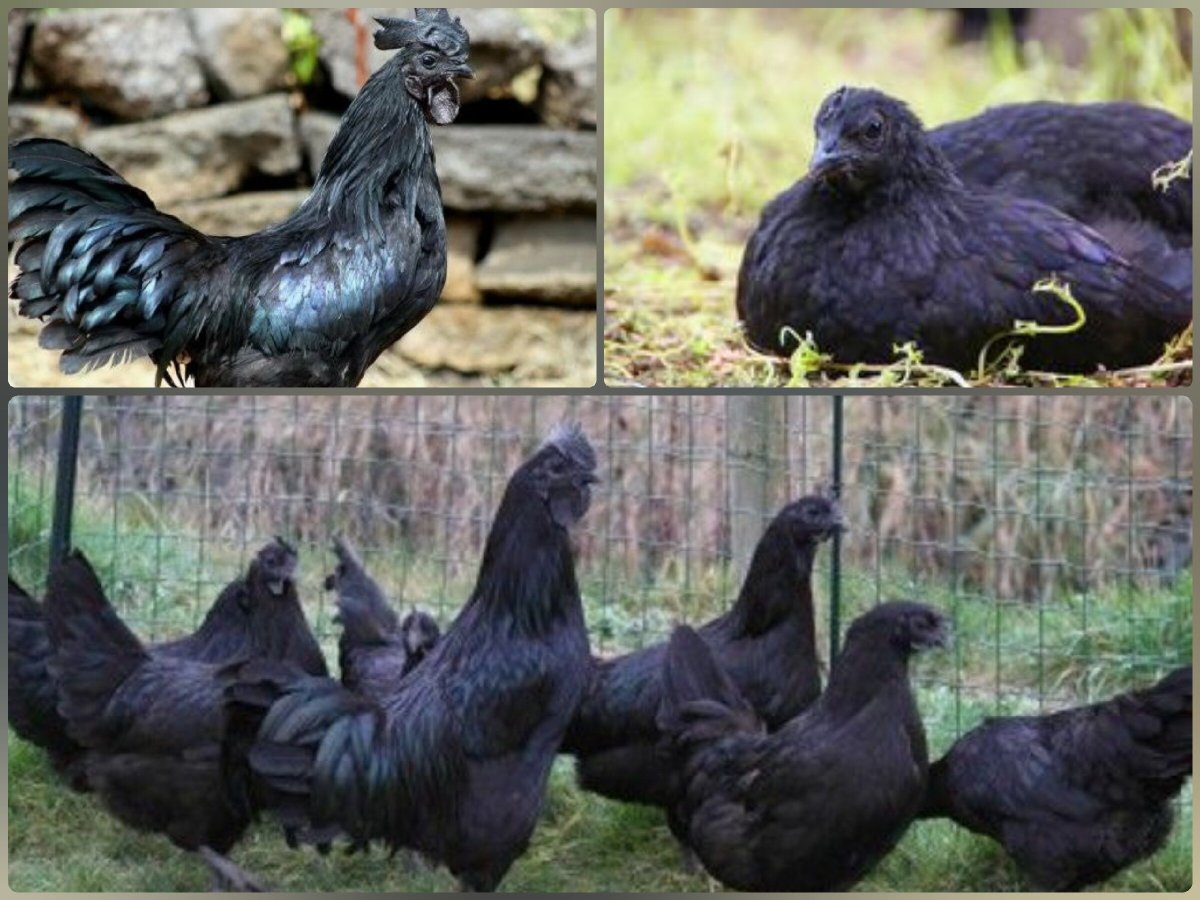 Аям Цемани - черная экзотика