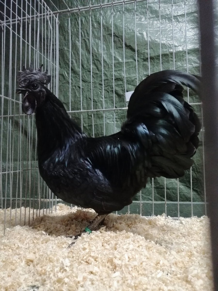 Аям Цемани куры