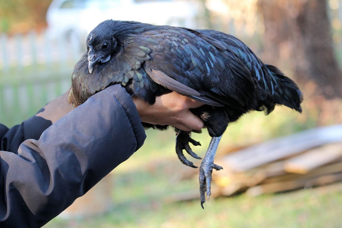 Аям Цемани - черное мясо