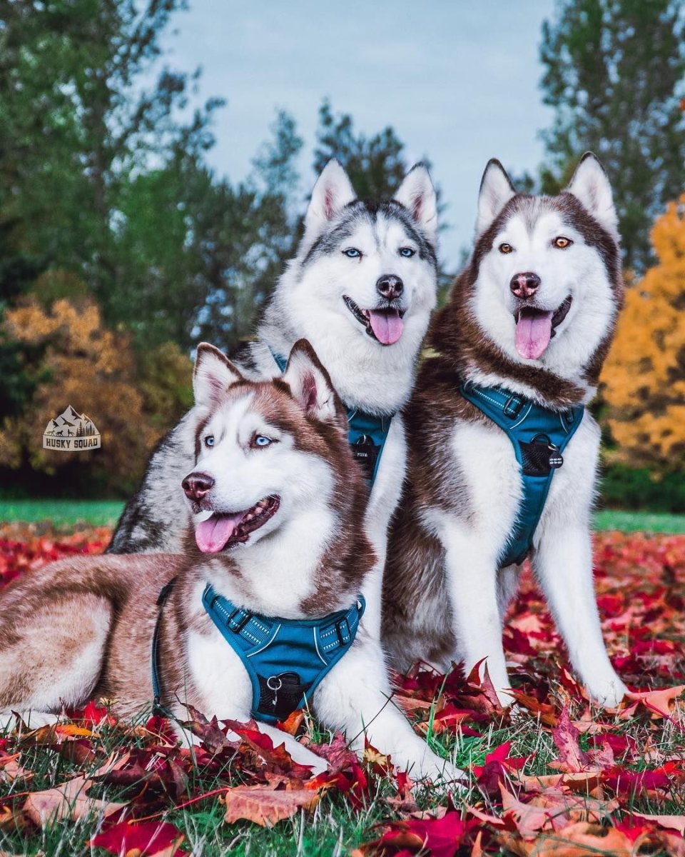 Хаски Майкл