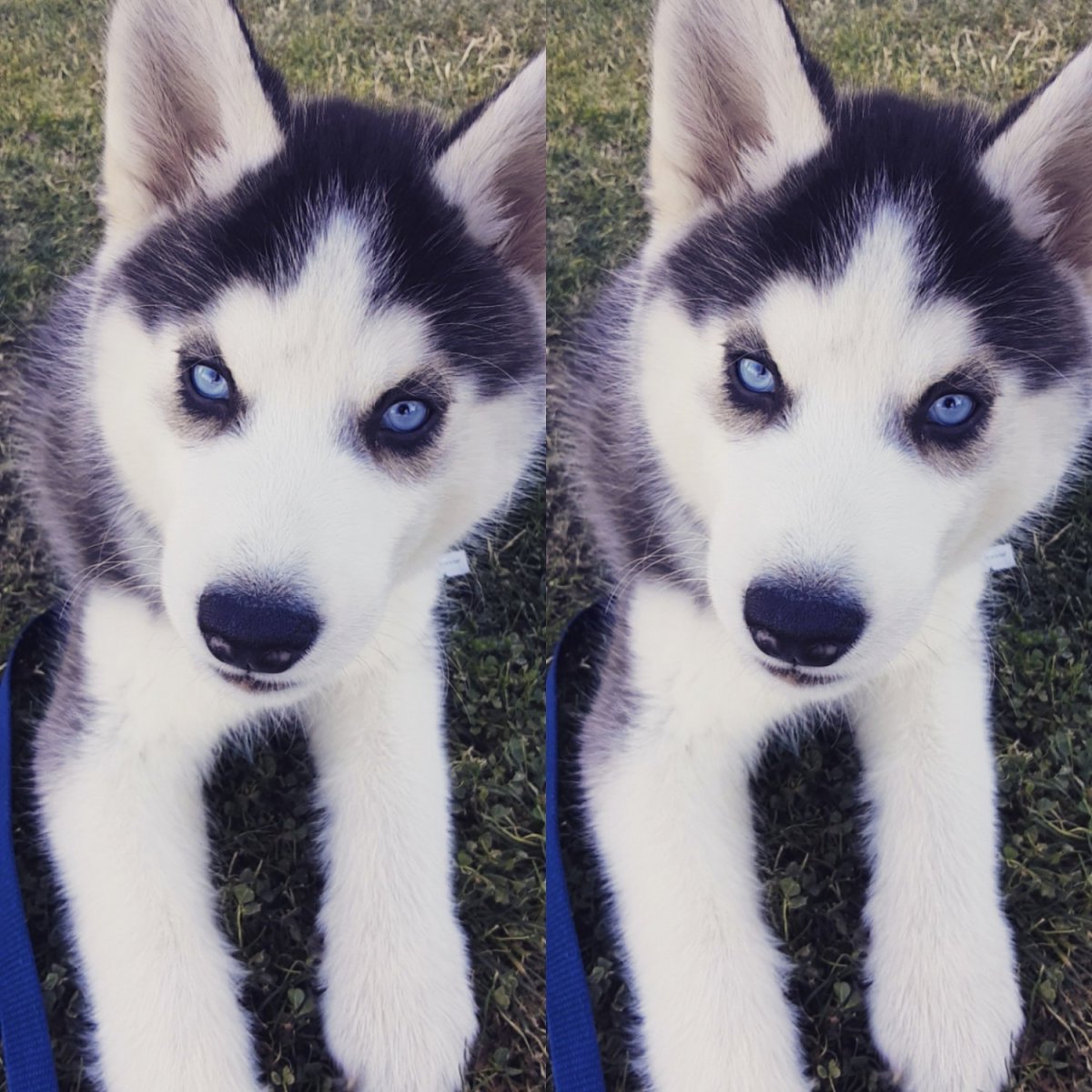 Хаски короткошерстные