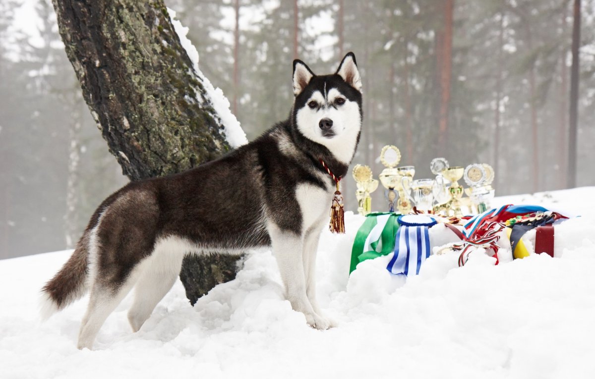 Сибирский хаски