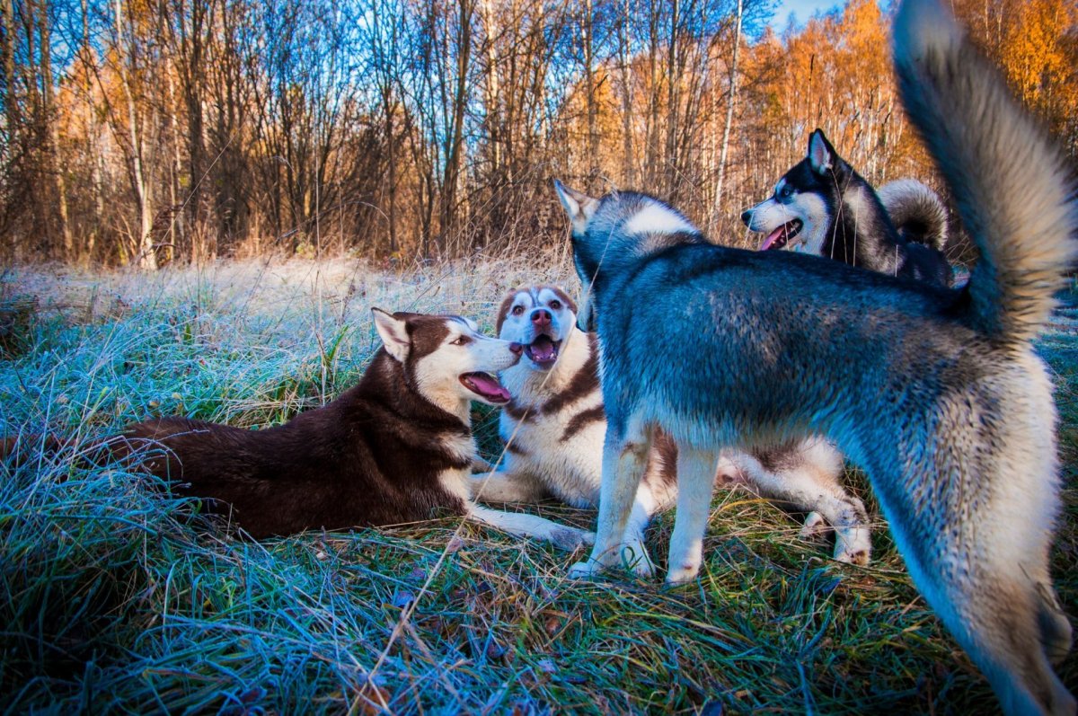Сибирская хаски Хаус