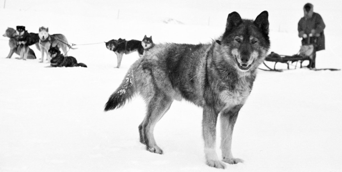 Леонард Сеппала и Балто