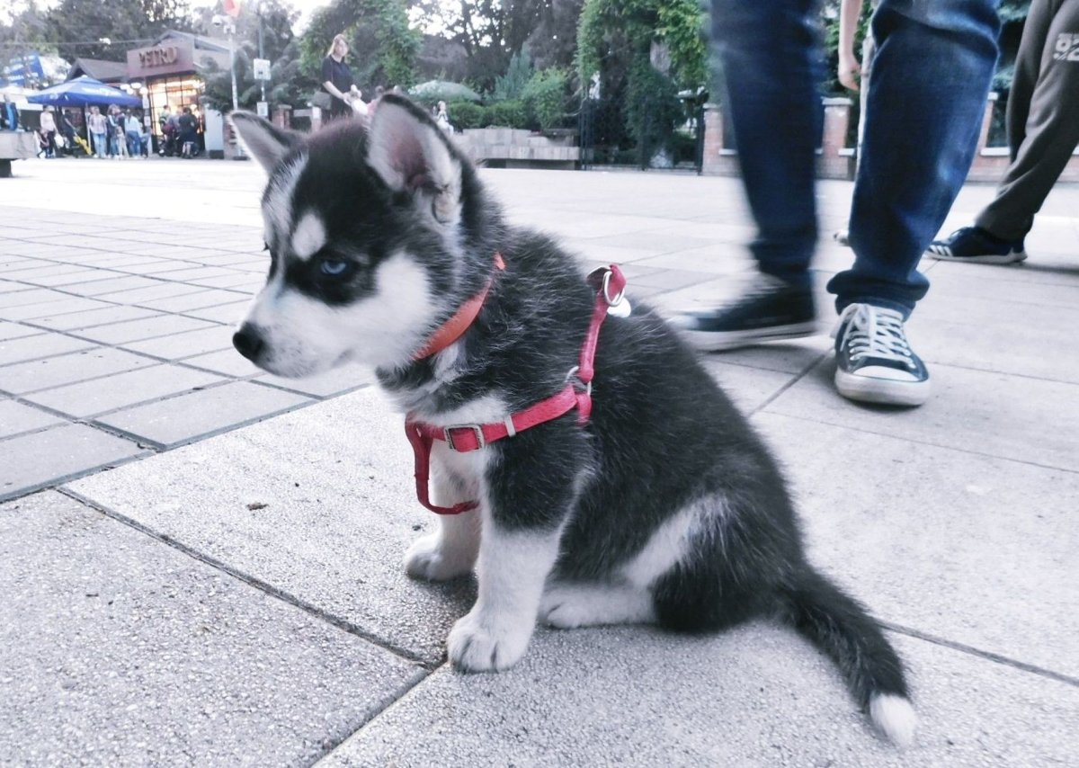 Аляскинский маламут щенок