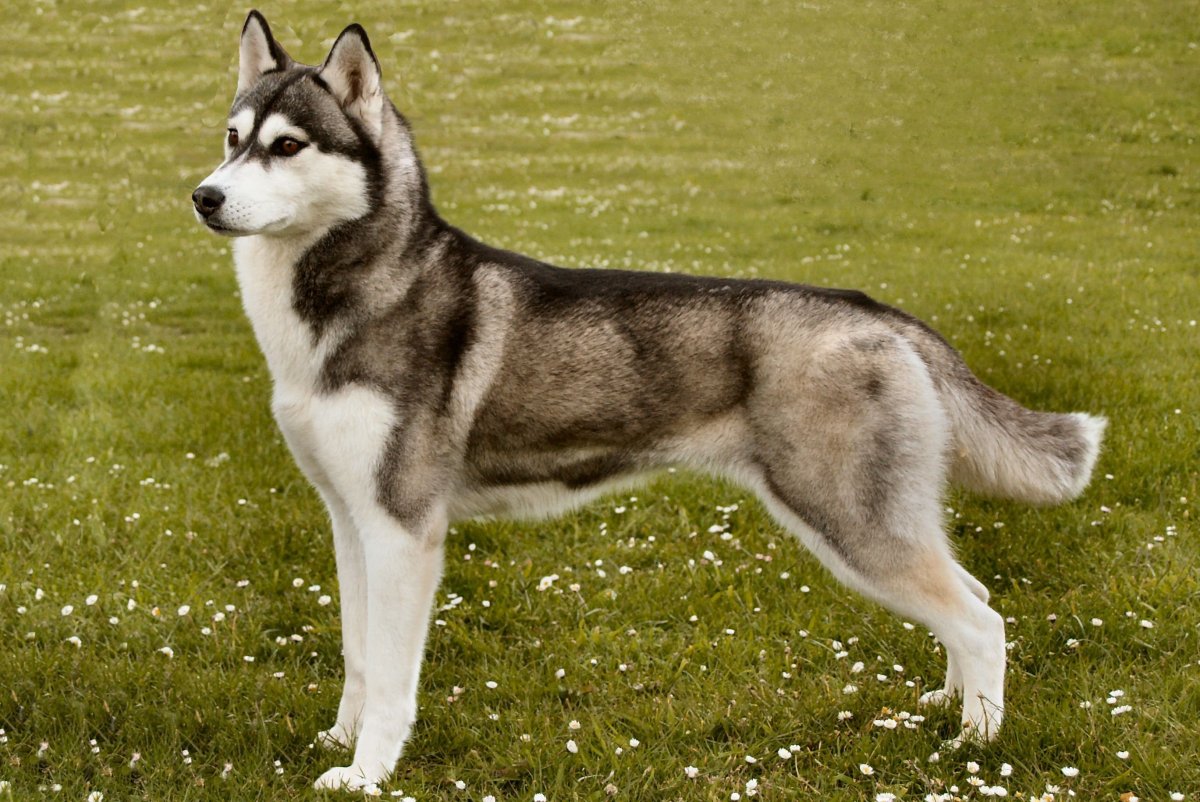 Аляскинский кли-Кай