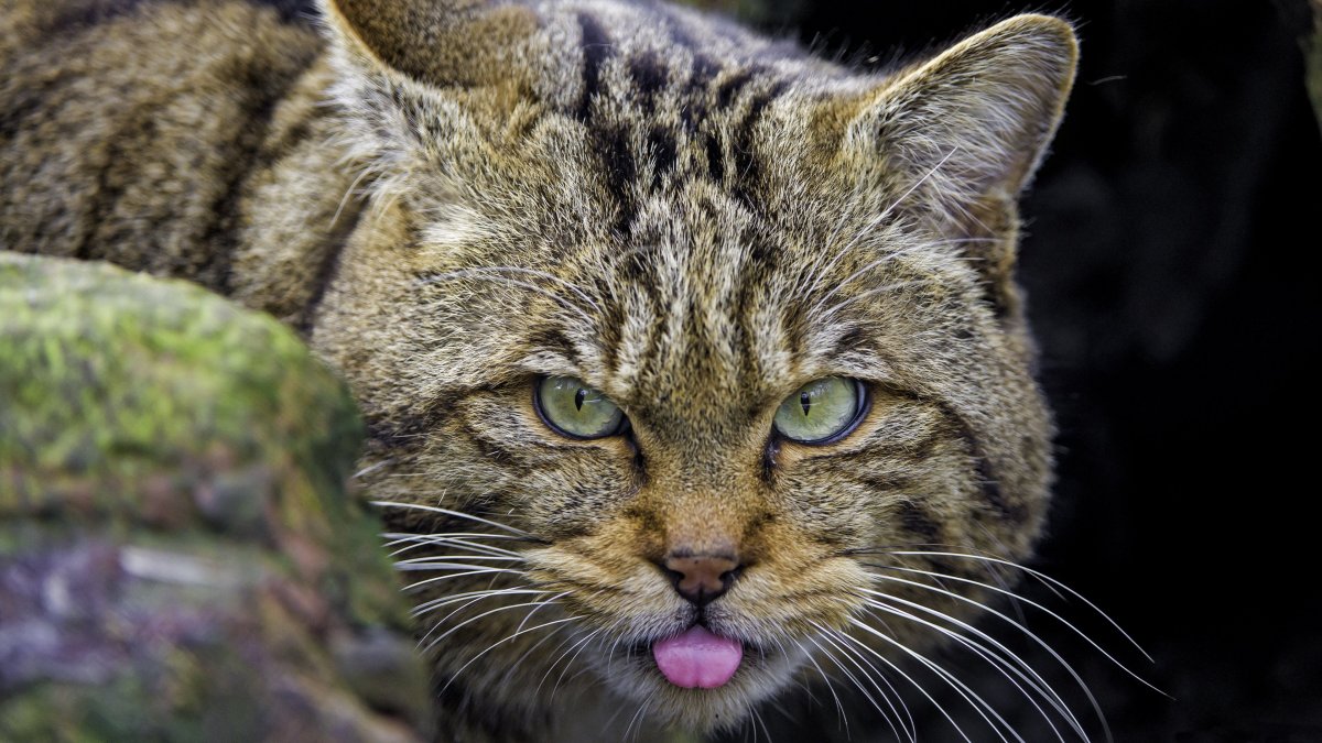 Кошка в лесу