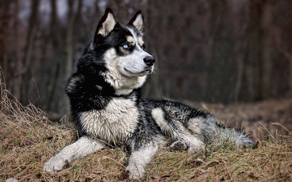 Хаски Сеппала порода