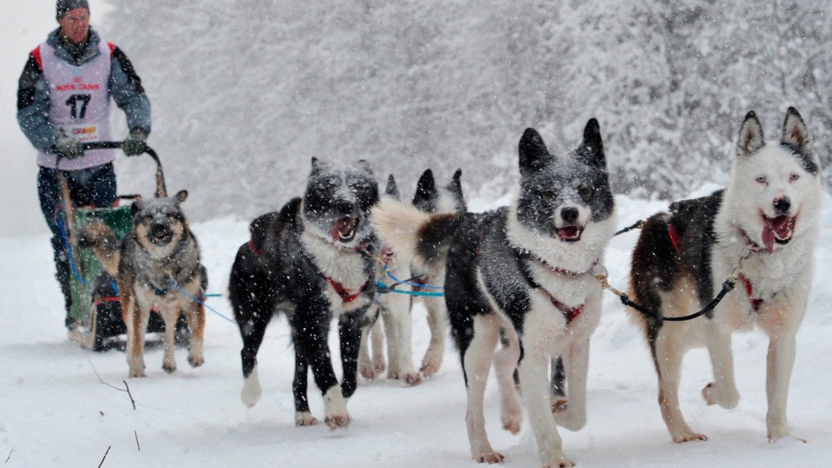 Анфиса Бразалук Каюр