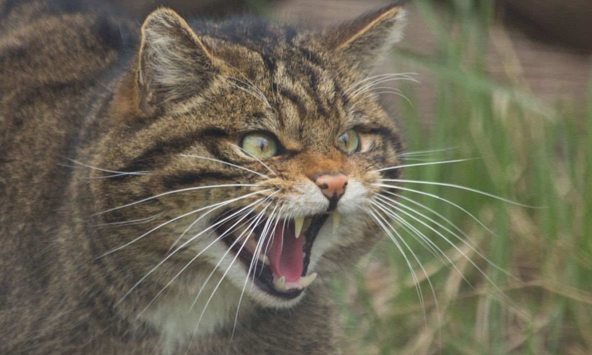 Дикий Лесной камышовый кот