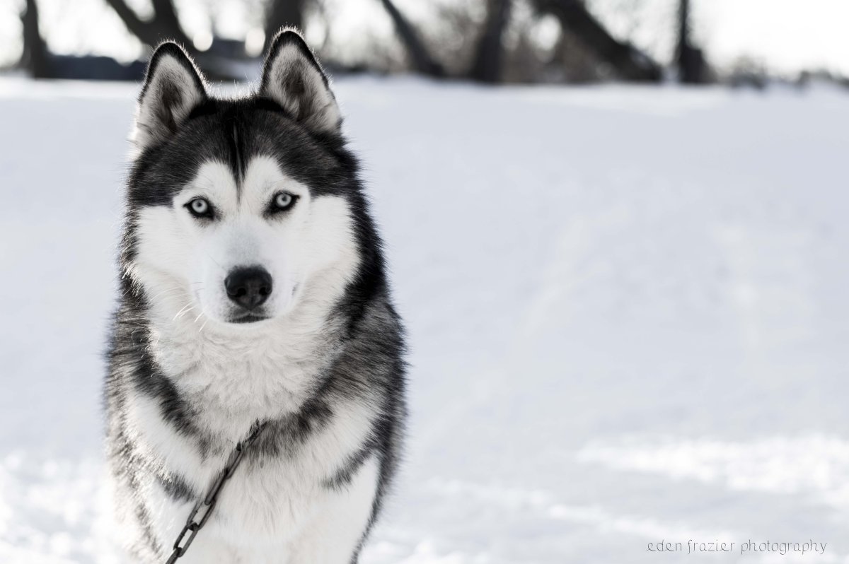 Собачки хаски