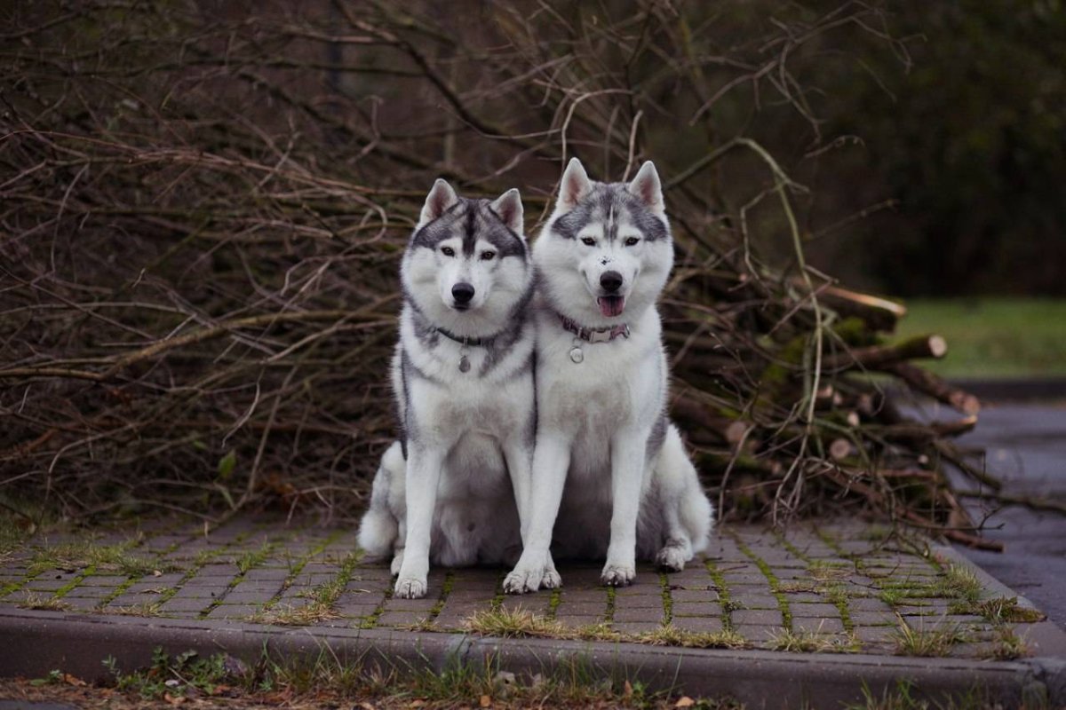 Хаски зимой