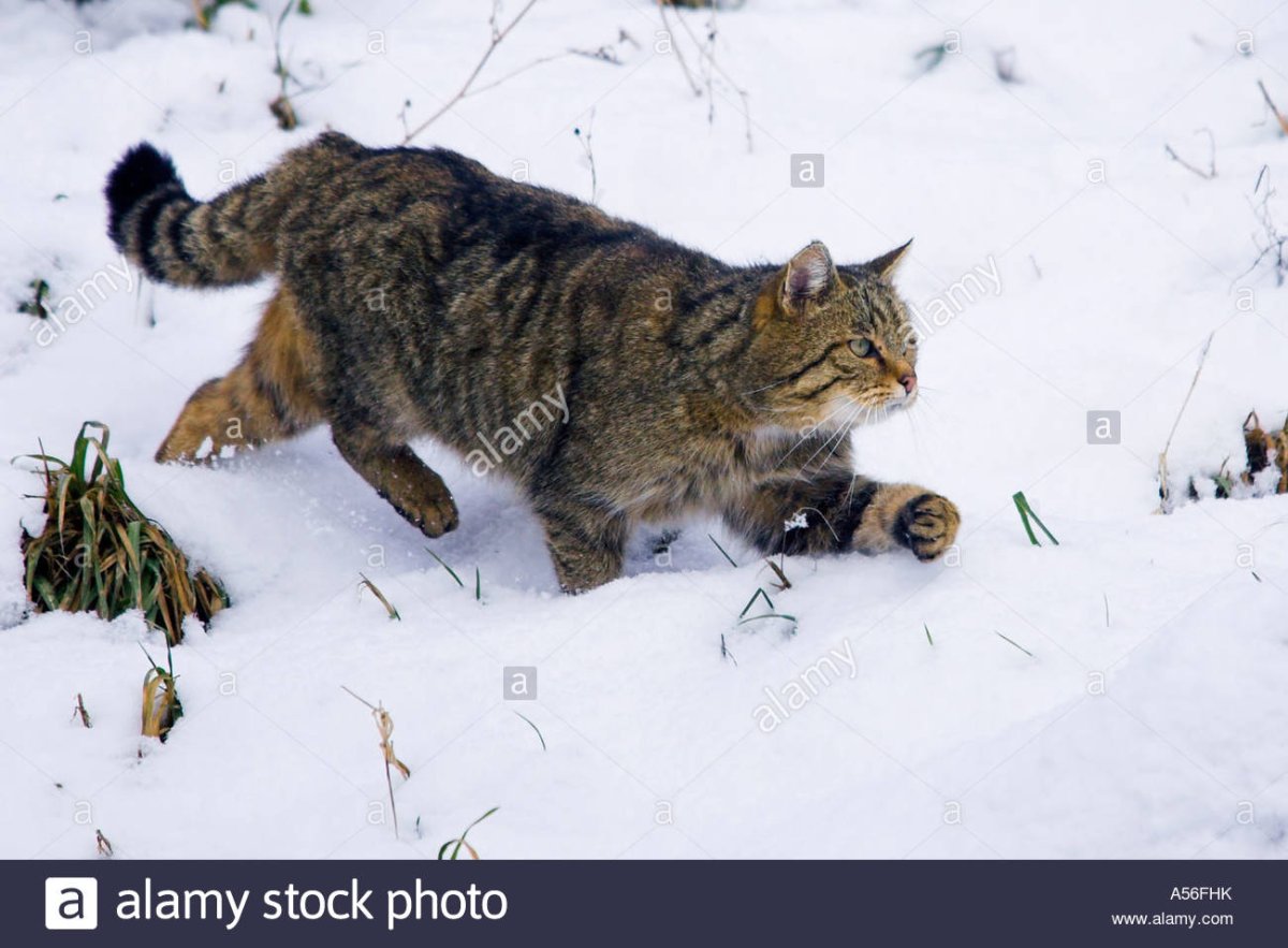 Европейский дикий Лесной кот