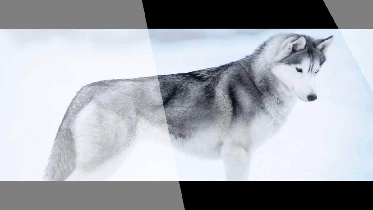 Сибирский хаски