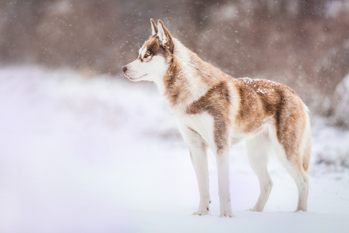 Хаски снег 4k