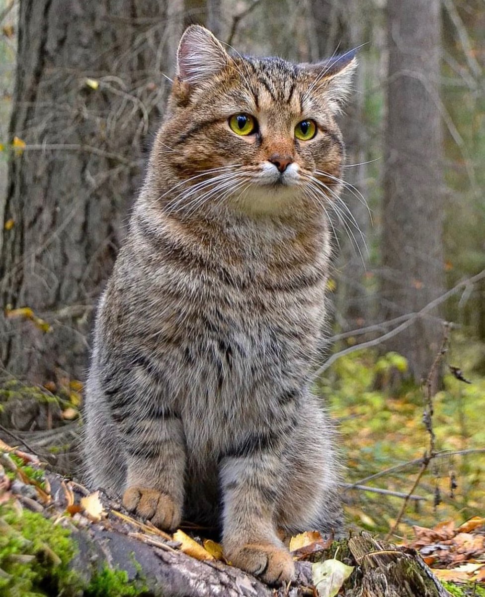 Гнездо рыси