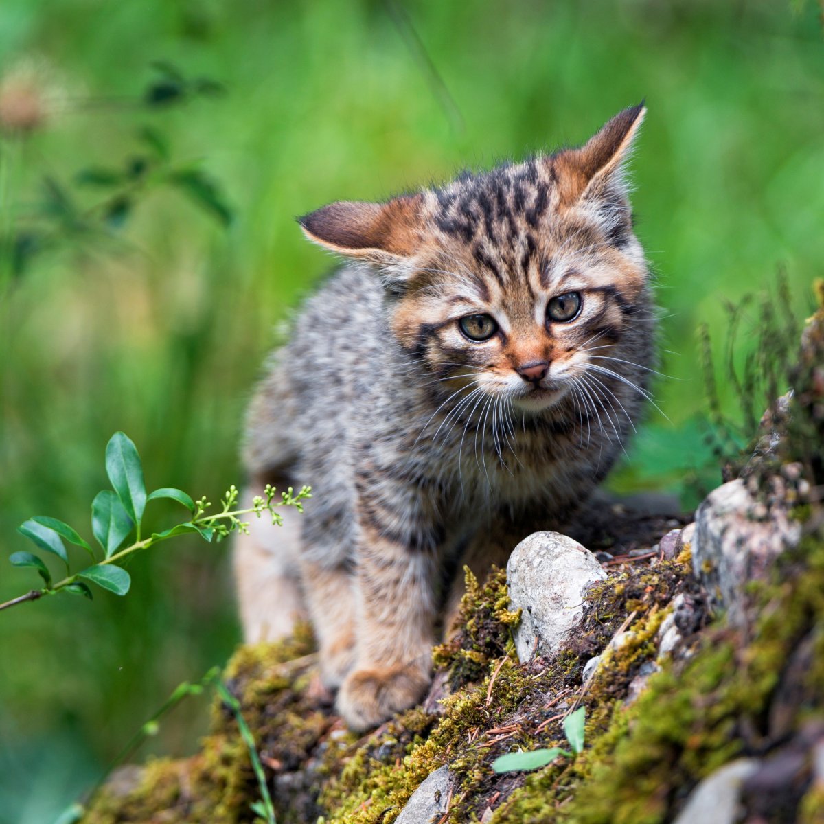 Европейский Лесной кот котенок