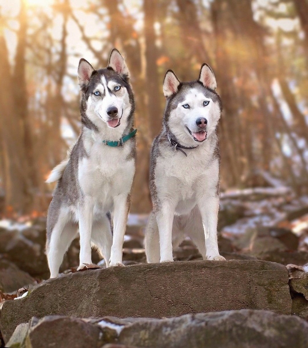 Seppala Siberian Sled Dogs