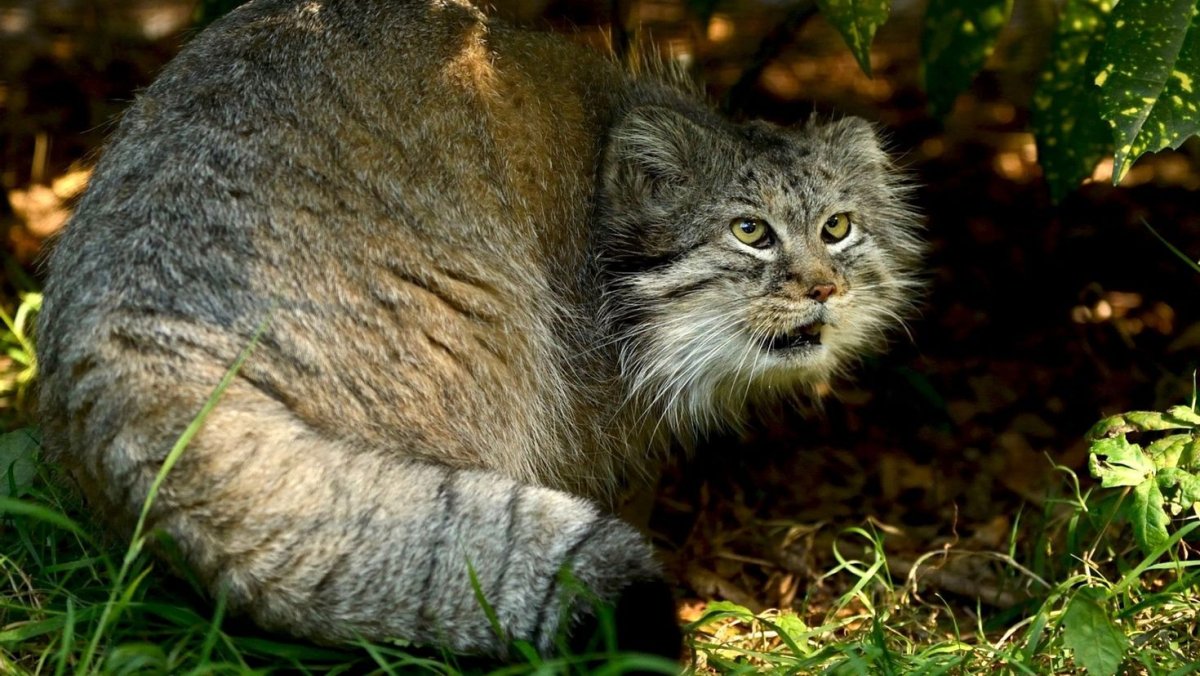 Амурский Лесной кот