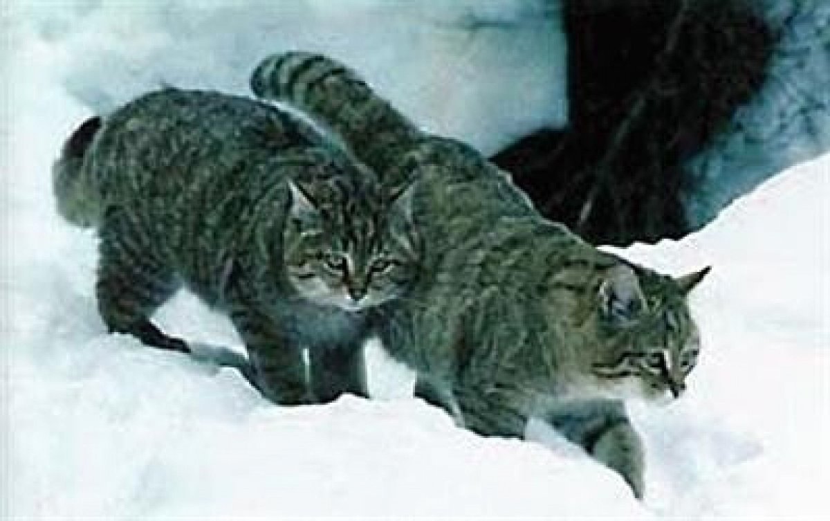 Европейская Лесная кошка