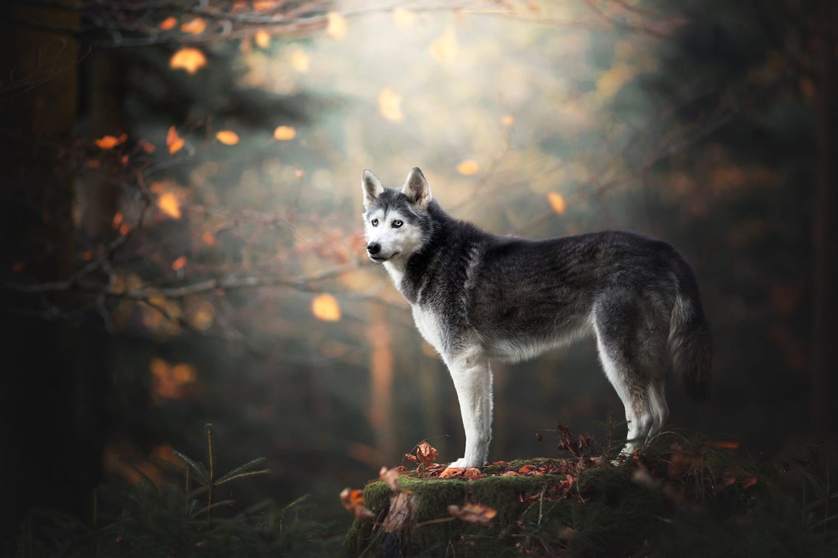 Фон для рабочего стола хаски