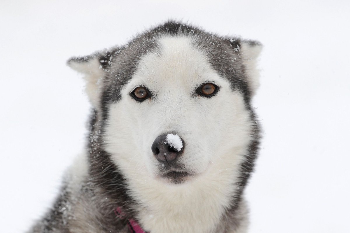 Сибирский хаски сбоку