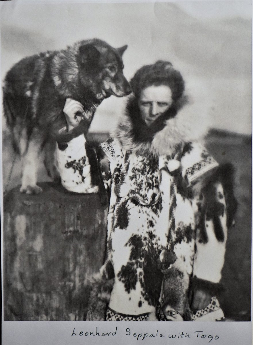 Арктический хаски