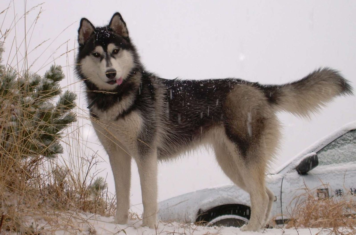Сибирская хаски самец